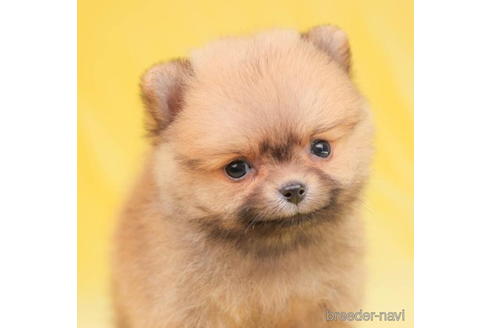 成約済の東京都のポメラニアン-200313の2枚目